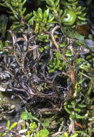 Attēlu rezultāti vaicājumam “Cetraria islandica”