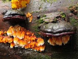 Attēlu rezultāti vaicājumam “Pycnoporellus alboluteus”