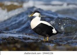 Attēlu rezultāti vaicājumam “Somateria mollissima male”