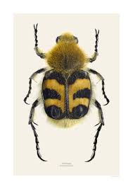 Attēlu rezultāti vaicājumam “Trichius fasciatus imago”