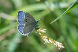 Attēlu rezultāti vaicājumam “Cupido minimus underside”