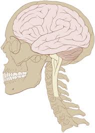 Image result for map of the brain