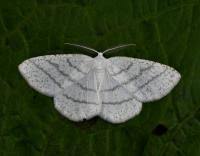 Attēlu rezultāti vaicājumam “Cabera pusaria female”