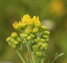 Attēlu rezultāti vaicājumam “Jacobaea vulgaris”