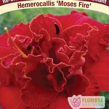 Image result for Hemerocallis `Moses Fire`