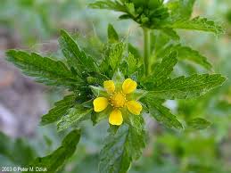 Attēlu rezultāti vaicājumam “Potentilla norvegica leaf”