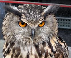 Attēlu rezultāti vaicājumam “Bubo bubo”