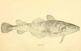 Image result for Microgadus tomcod