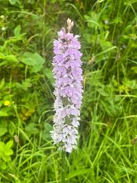 Attēlu rezultāti vaicājumam “Dactylorhiza fuchsii leaf”