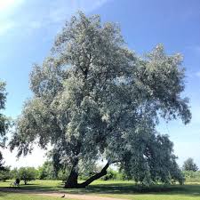 Attēlu rezultāti vaicājumam “Salix alba var. sericea”