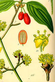 Attēlu rezultāti vaicājumam “Cornus mas flower”