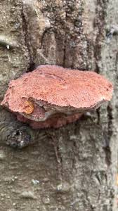 Attēlu rezultāti vaicājumam “Leptoporus mollis”