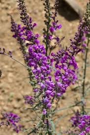 Image result for Linaria purpurea