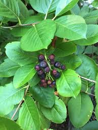 Attēlu rezultāti vaicājumam “Aronia melanocarpa leaf”