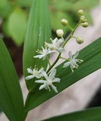Attēlu rezultāti vaicājumam “Festuca altissima flower”