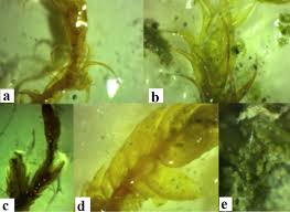Attēlu rezultāti vaicājumam “Sanionia uncinata  sporophyte”