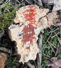 Attēlu rezultāti vaicājumam “Stereum rugosum”