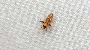 Attēlu rezultāti vaicājumam “Phytocoris sp.”