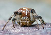 Attēlu rezultāti vaicājumam “Araneus quadratus male”