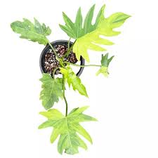 Attēlu rezultāti vaicājumam “Diderma radiatum”