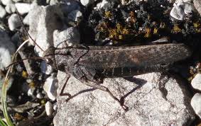 Attēlu rezultāti vaicājumam “Psophus stridulus”