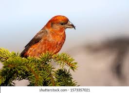 Image result for Loxia curvirostra