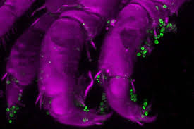 Attēlu rezultāti vaicājumam “Lycogala botrydium macro”