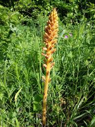 Attēlu rezultāti vaicājumam “Orobanche elatior flower”