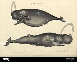 Image result for Physeter macrocephalus