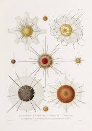 Image result for ernst haeckel