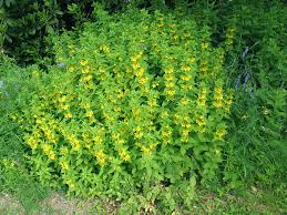 Attēlu rezultāti vaicājumam “Lysimachia punctata”