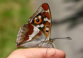 Attēlu rezultāti vaicājumam “Apatura iris female”