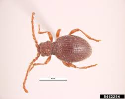 Attēlu rezultāti vaicājumam “Ptinus sp.”