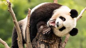 Image result for pandas