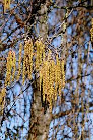 Attēlu rezultāti vaicājumam “Alnus glutinosa flower”