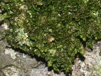 Attēlu rezultāti vaicājumam “Frullania dilatata”