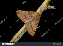 Attēlu rezultāti vaicājumam “Colotois pennaria”