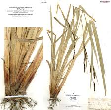 Attēlu rezultāti vaicājumam “Carex acutiformis flower”