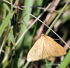 Attēlu rezultāti vaicājumam “Sitochroa verticalis”