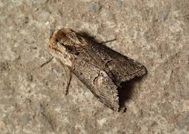 Attēlu rezultāti vaicājumam “Abrostola triplasia”