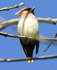 Attēlu rezultāti vaicājumam “Bombycilla garrulus”