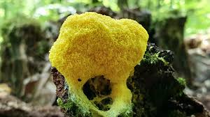 Attēlu rezultāti vaicājumam “Fuligo candida f. persicum spores”