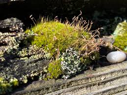 Attēlu rezultāti vaicājumam “Dicranella heteromalla sporophyte”