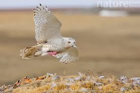 Image result for Bubo scandiacus