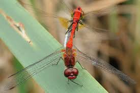 Attēlu rezultāti vaicājumam “Sympetrum flaveolum”