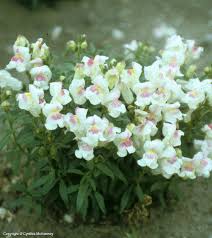Attēlu rezultāti vaicājumam “Antirrhinum majus flower”