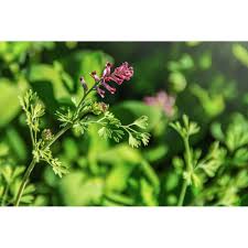 Image result for Fumaria officinalis
