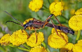 Attēlu rezultāti vaicājumam “Necydalis major”