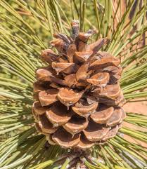 Attēlu rezultāti vaicājumam “Pinus ponderosa”