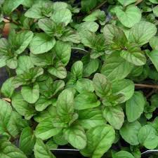 Image result for Menta x piperita